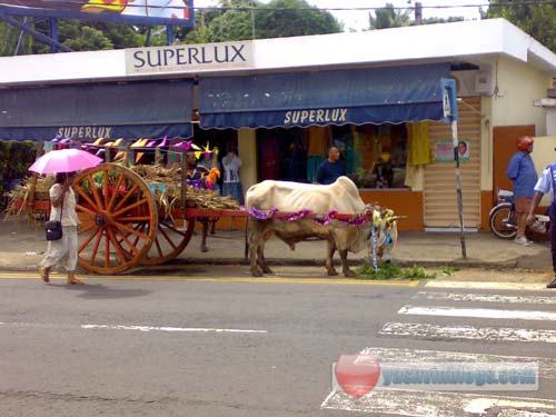 Advert Shooting Nestle Oxen Cart