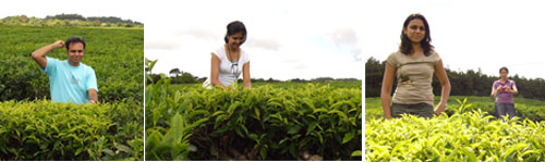 Picking tea leaves
