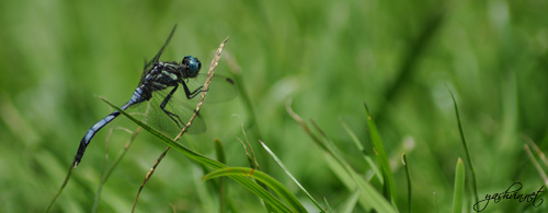 Shot insect at Pamplemousses Botanical Gargen