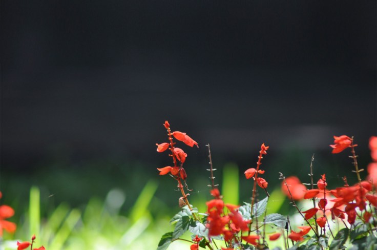 simple red wallpaper