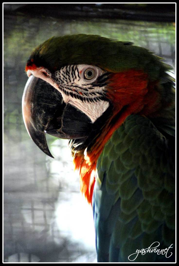 parrot parrot