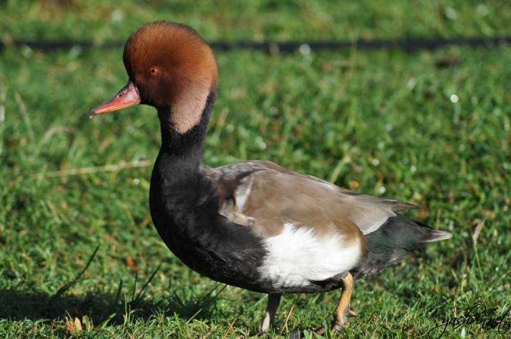Einstein's duck Einstein's duck