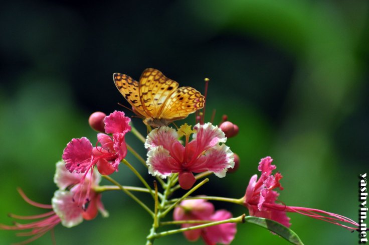 butterfly yellow