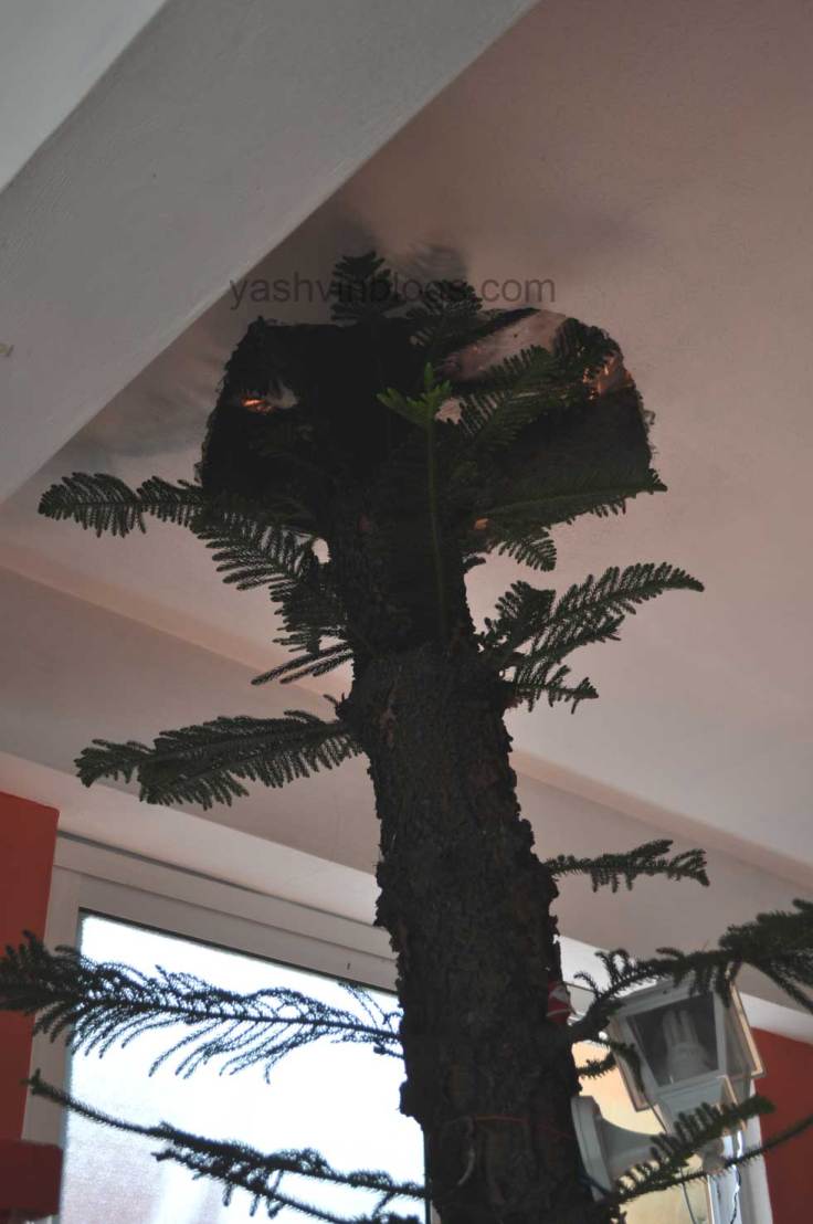 a tree into the roof