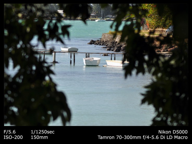 Looking through the leaves