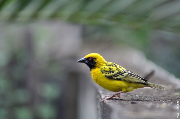yellow bird